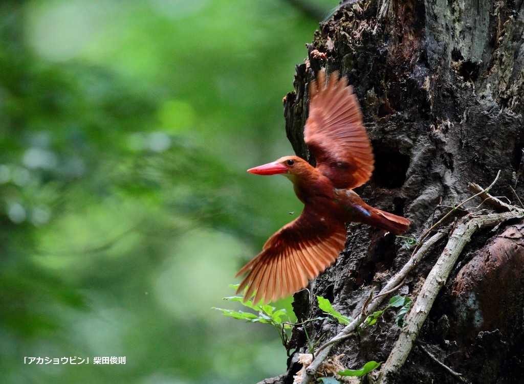 2019野鳥写真展.JPG