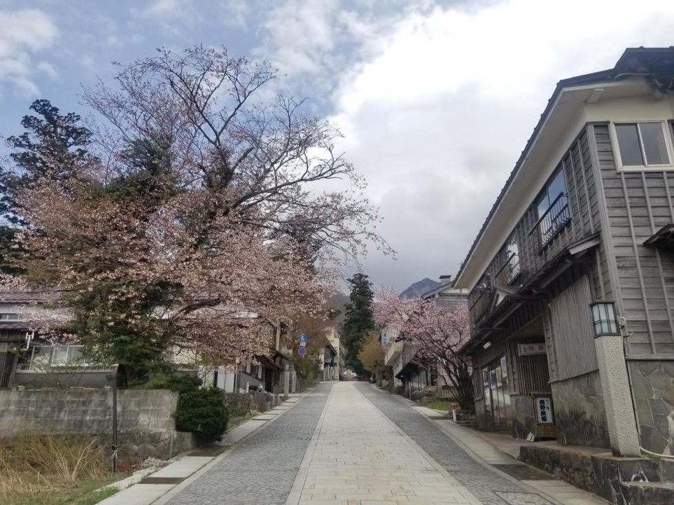20210416_125449参道の桜は咲き始め.jpg