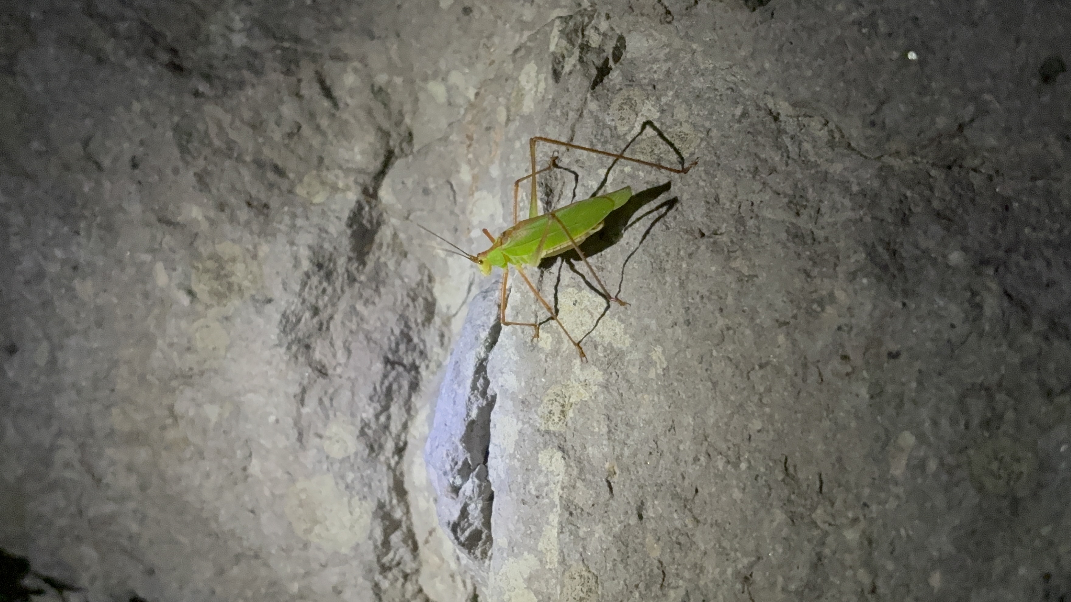 250726夜の昆虫観察会 (63)ウマオイ.JPG