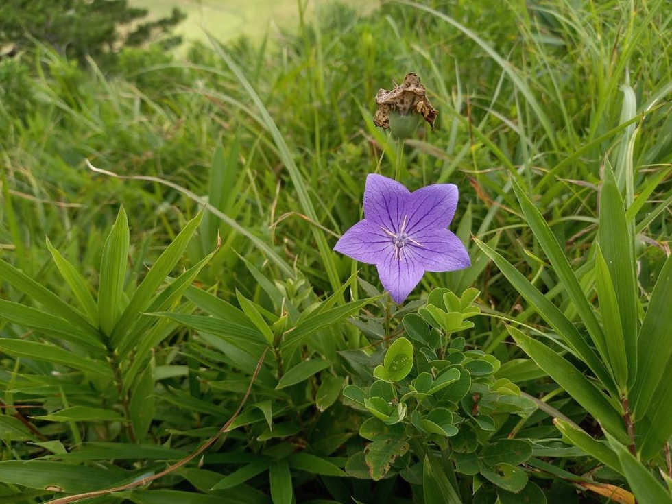 20240806_145907キキョウ (1).jpg