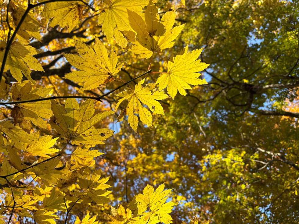 251108紅葉 (77).JPG