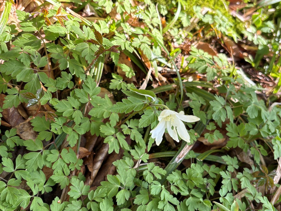 キクザキイチゲ (3).JPG