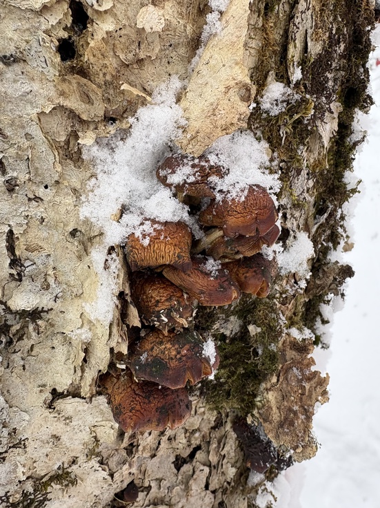260131冬の横手道を歩こう (27).JPG