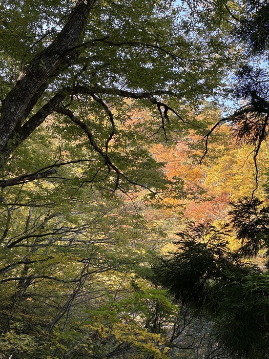 251108紅葉 金門より (6).JPG