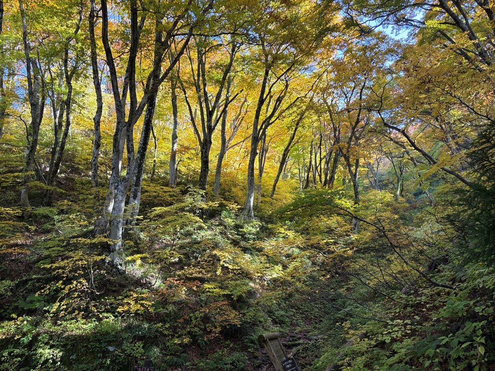 251108紅葉 下宝珠入口 (1).JPG