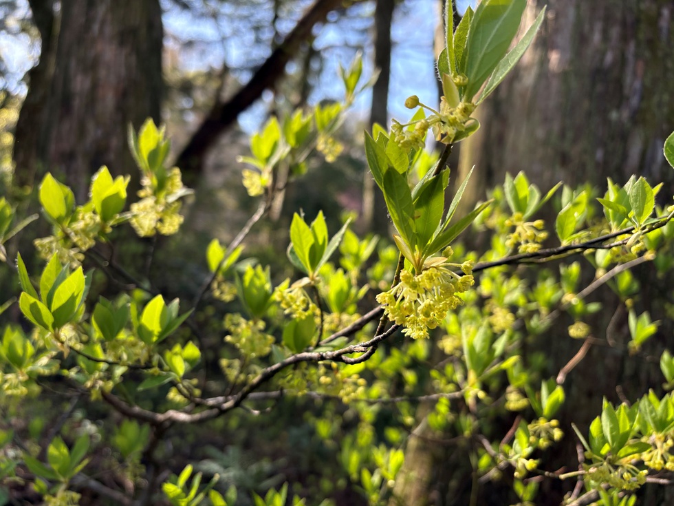 クロモジ (2).JPG