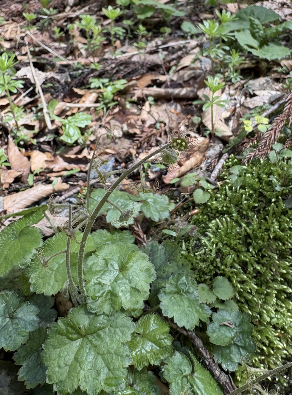 コチャルメルソウ (2).JPG