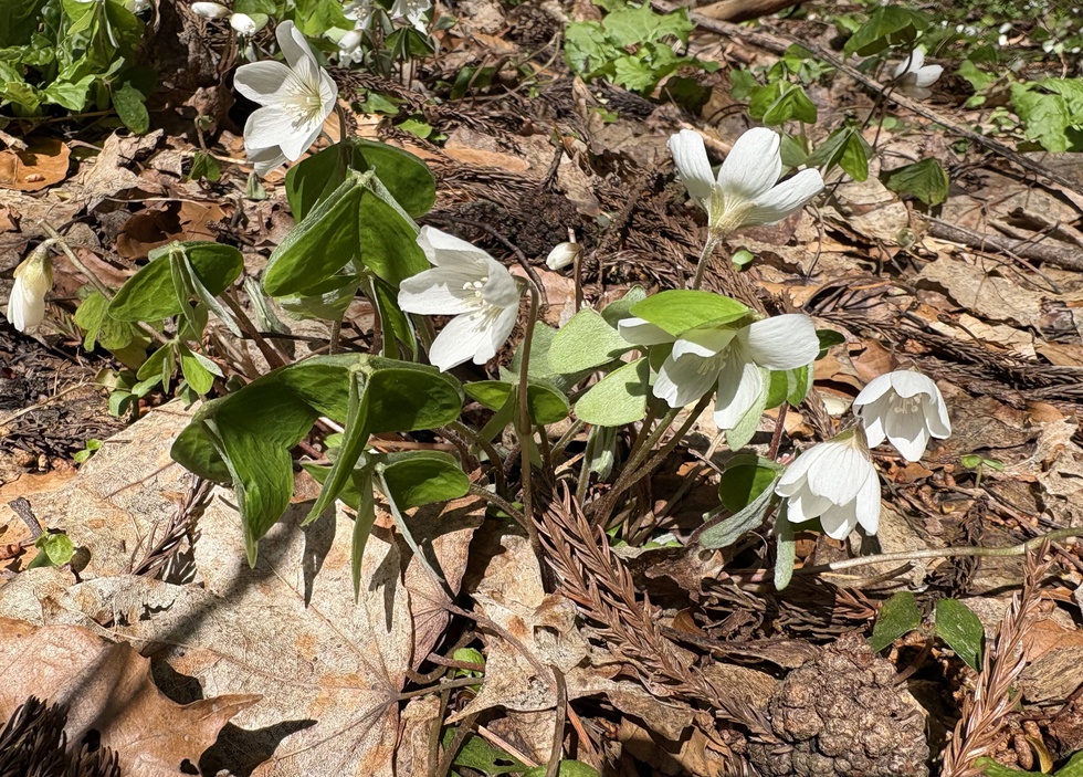 ミヤマカタバミ (1).JPG