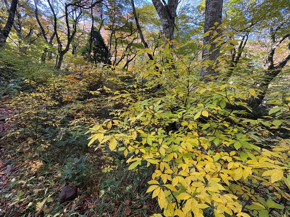 251108紅葉 (72).JPG