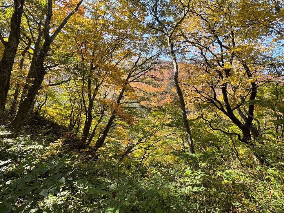 251108紅葉 治山道路沿い (2).JPG